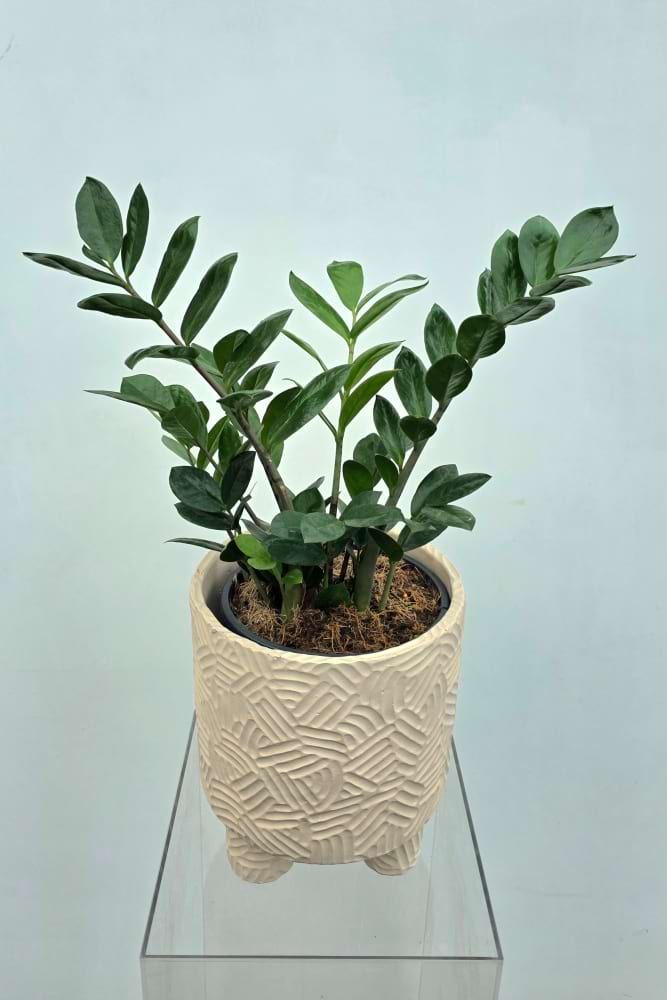 Zanzibar Plant