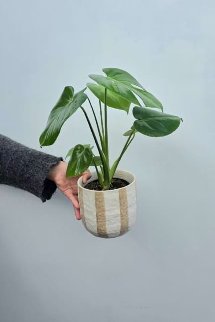 Mini Monstera Plant