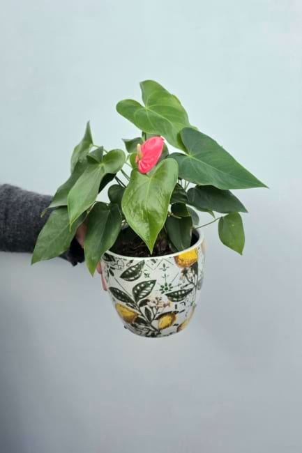 Anthurium Plant